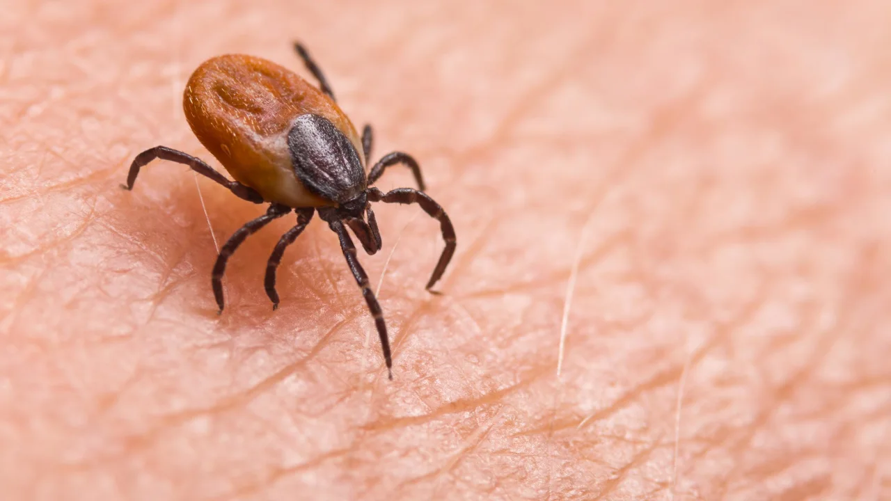 A CDC report reveals an increase in Babesiosis, a tickborne disease, in the Northeast region.