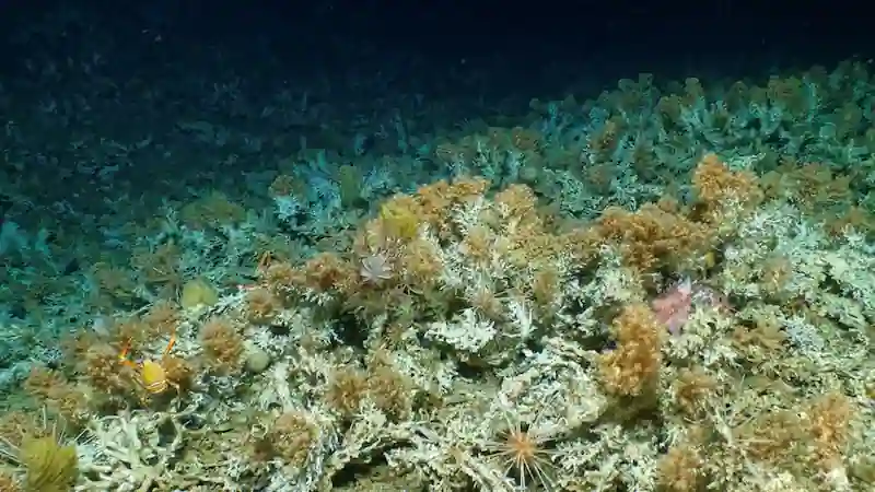 Le isole Galapagos dell'Ecuador rivelano una barriera corallina incontaminata appena scoperta. 