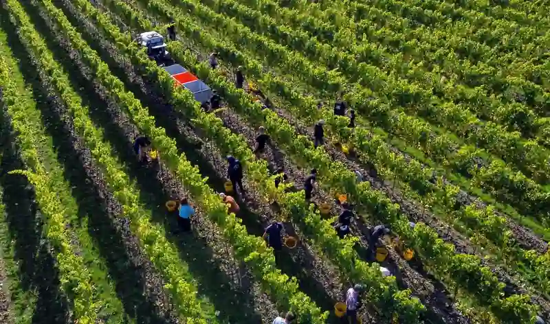 Der Brexit veranlasst Großbritannien, die EU-Vorschriften für die Weinproduktion aufzugeben
