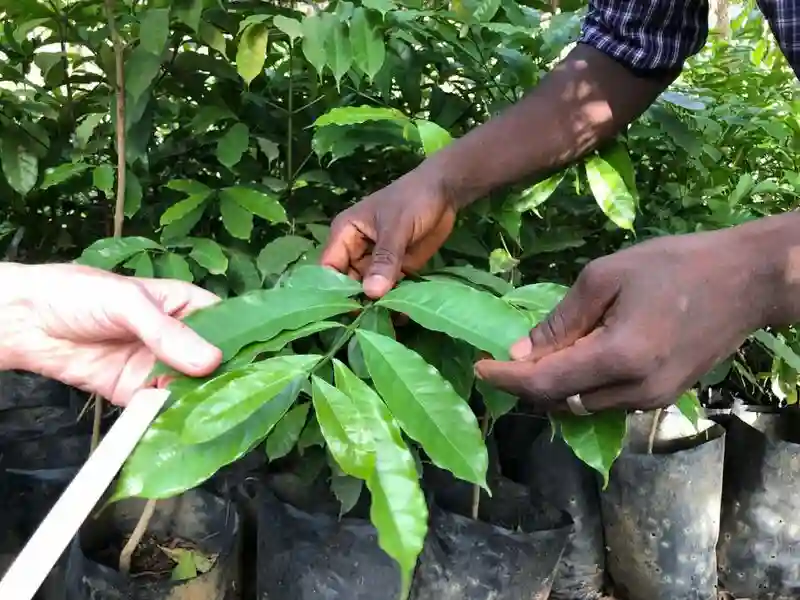 Sierra Leone pilot program reintroduces heat-resistant African coffee strain.