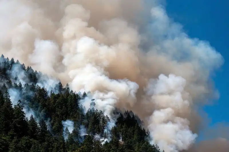 Forest Carbon Offset Project in Canada Impacted by Devastating Wildfires