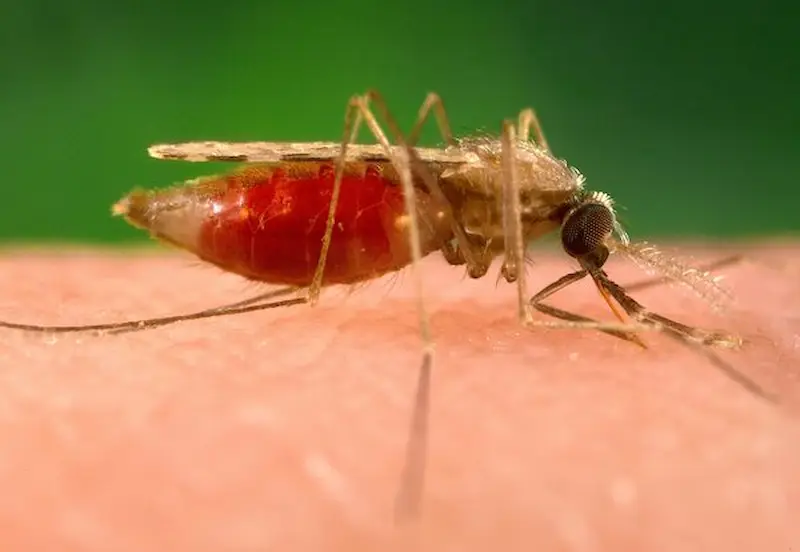 Primo caso segnalato di trasmissione della malaria negli Stati Uniti in 20 anni
