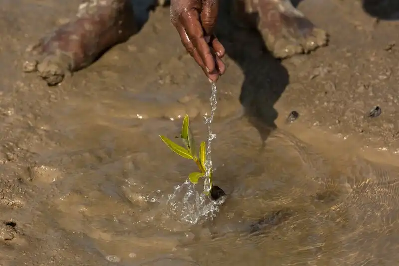AstraZeneca commits to planting 200 million trees to combat deforestation in a groundbreaking initiative: The London pledge against destruction.
