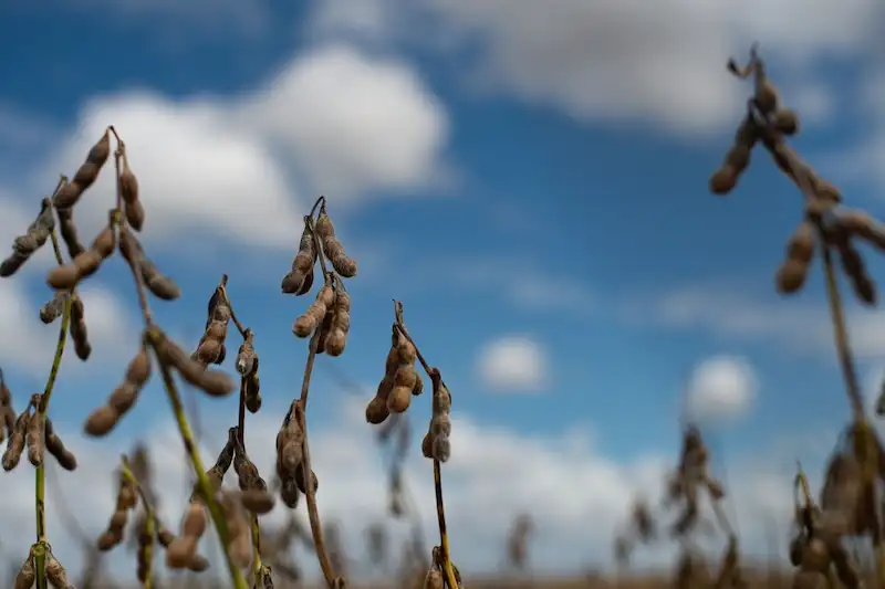 Brazil displaces US as top soybean supplier in global market