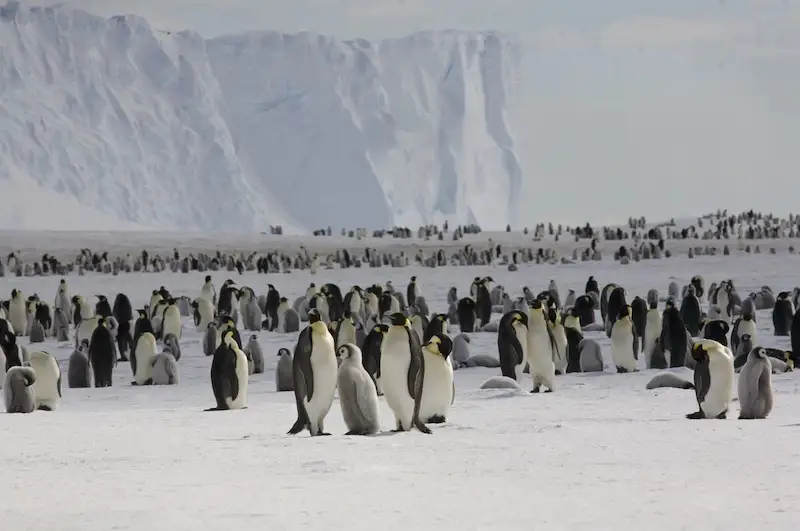 Record Low Antarctic Ice Levels Raise Extinction Concern as Baby Penguins Perish