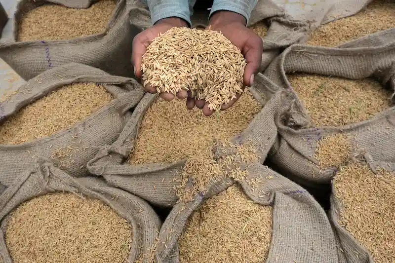 Indien schränkt Reisexporte ein, was Anlass zur Besorgnis über weltweit steigende Lebensmittelpreise gibt