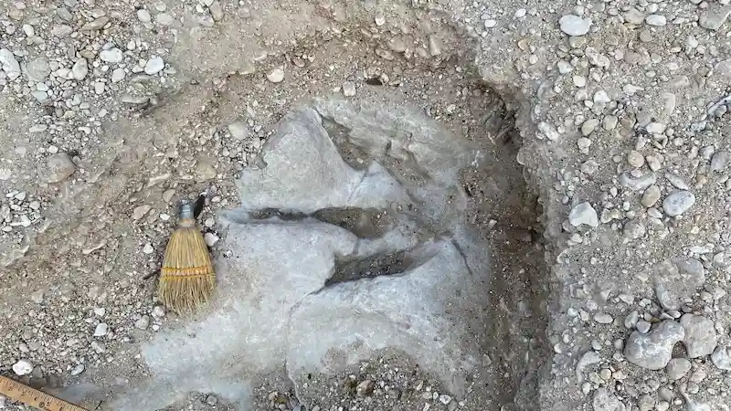Drought uncovers ancient dinosaur tracks from 110 million years ago