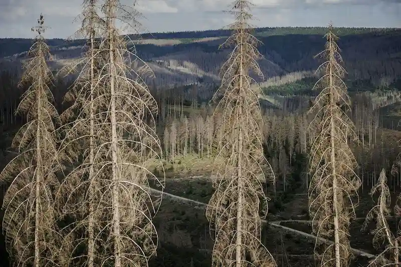Molteplici rischi che devastano le foreste europee: gli incendi sono solo uno di questi