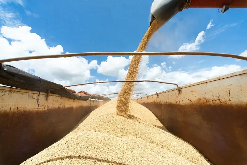 Brazil Holds Top Spot as World's Largest Exporter of Corn and Soybeans