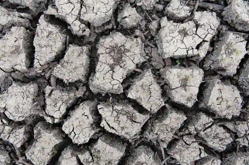 Низький рівень Міссісіпі спричиняє засолення рослин