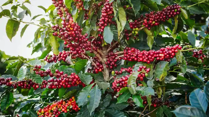 Coffee is in danger. Starbucks Innovates to Secure Its Future