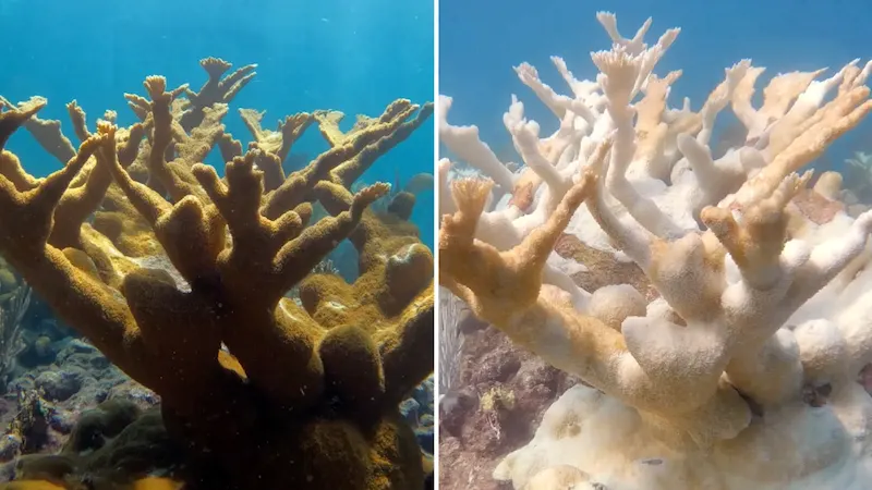 Florida's Coral Reefs Teeter on the Brink as Marine Heat Wave Takes Toll