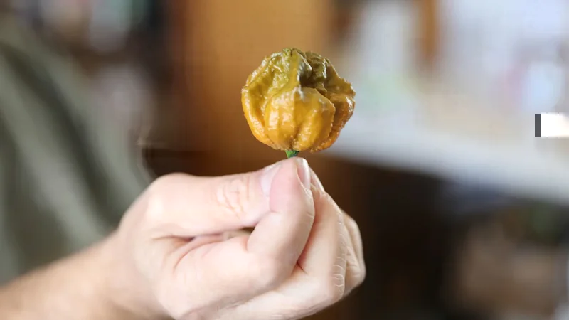 Pepper X crowned hottest chili pepper by Guinness World Records.