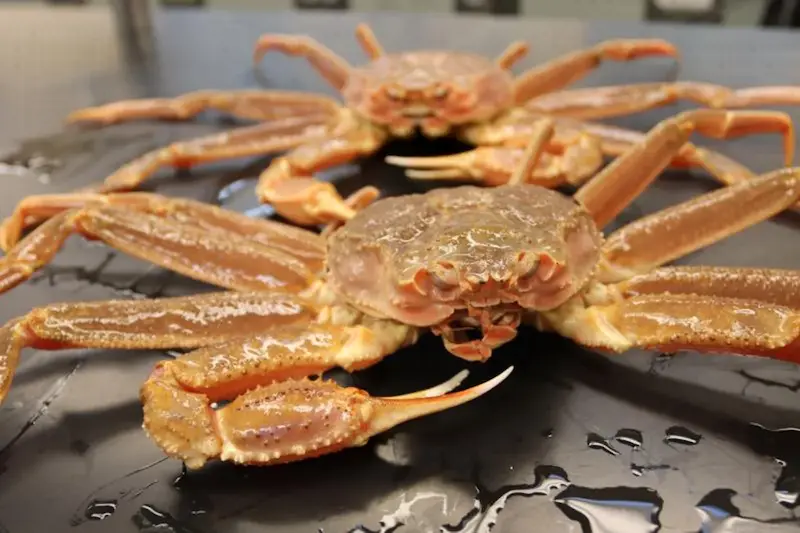 Die verschwundenen Krabben in Alaska: Wissenschaftler enthüllen das Rätsel hinter ihrem Verschwinden