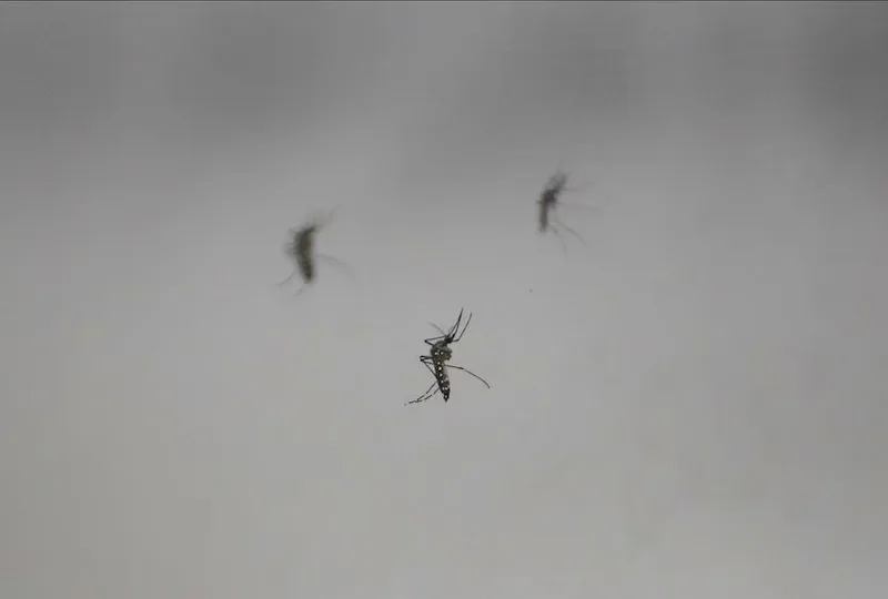 Volunteers willingly exposed to Zika virus to accelerate vaccine and treatment research