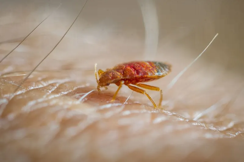 La battaglia coreana contro le cimici dei letti inizia in un clima di crescente preoccupazione