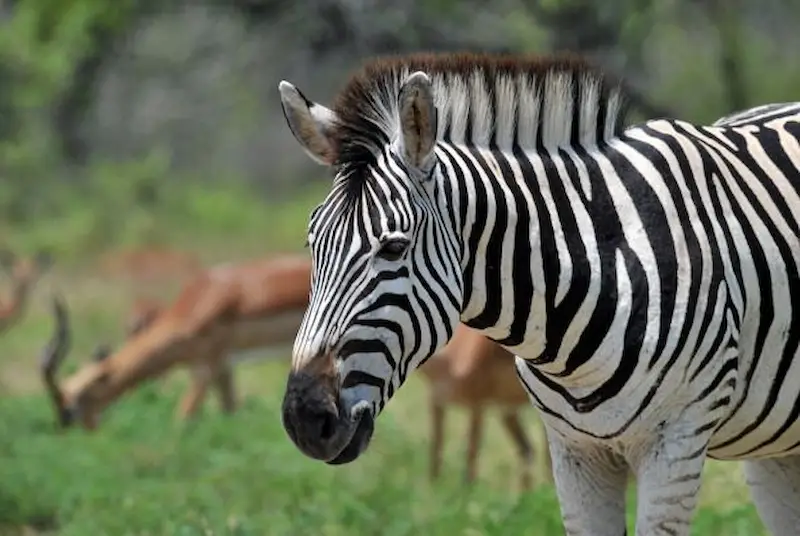 South Africa Aims to Make Zebra Meat a Global Culinary Delight