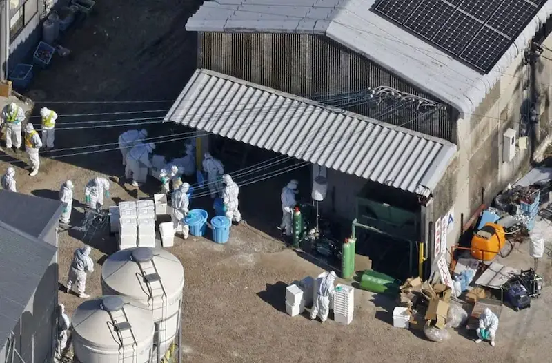 Japan Confirms First Case of Highly Pathogenic Bird Flu in Southern Poultry Farm