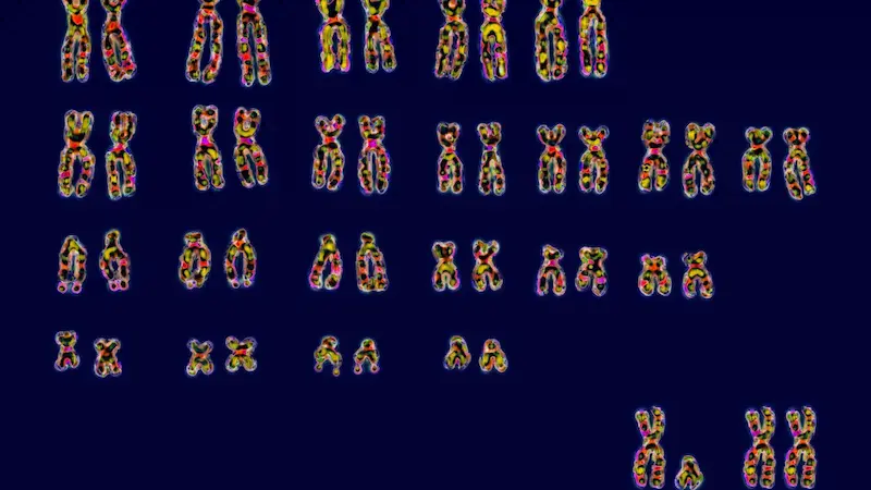 Das weibliche X-Chromosom könnte Hinweise auf das Risiko einer Autoimmunerkrankung enthalten