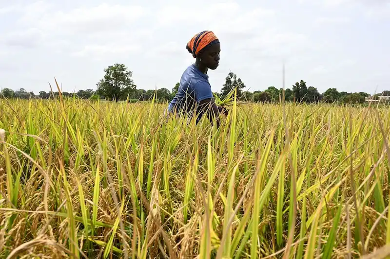 Un estudio revela que el cambio climático reducirá el PIB africano en un 7. 1%