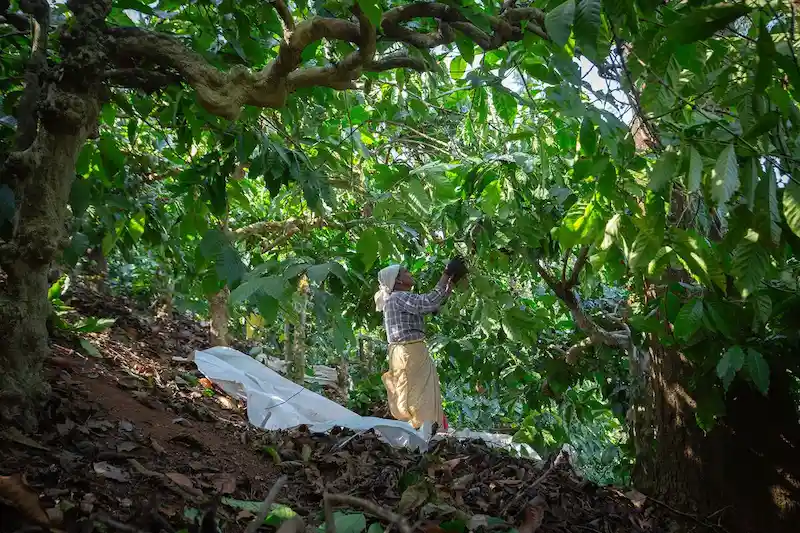 L’India mantiene una posizione ferma sui sussidi all’agricoltura e alla pesca, contrariamente alle spinte alla riduzione da parte delle nazioni ricche. 