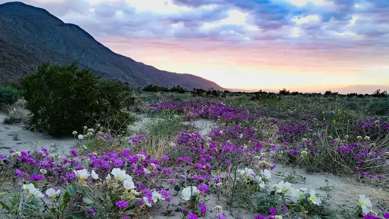 California's Spring Superbloom Unfolds in Spectacular Fashion