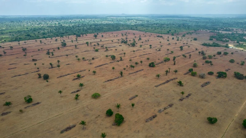 Environmental Labor Dispute Disrupts Brazilian Economy
