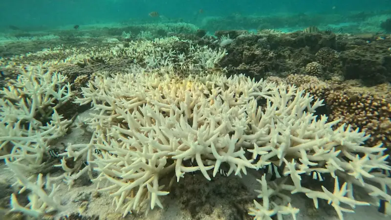 Unprecedented global coral bleaching event fueled by rising ocean temperatures