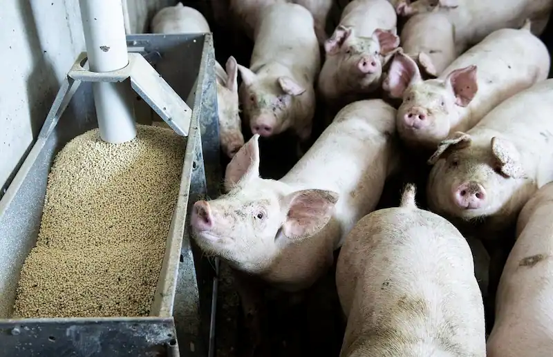 Il Regno Unito esorta il Canada a ratificare l’ingresso nell’accordo commerciale del Pacifico nel mezzo dell’impasse dei negoziati commerciali