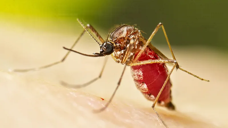 Honduras erklärt den nationalen Gesundheitsnotstand, da die Dengue-Fälle sprunghaft ansteigen