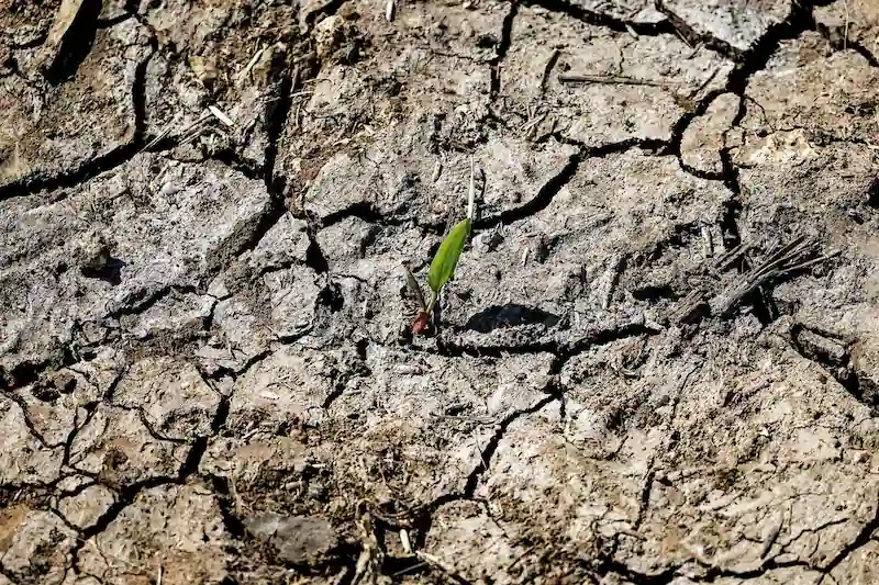 La grave siccità in Marocco invia segnali di allarme alle catene alimentari globali