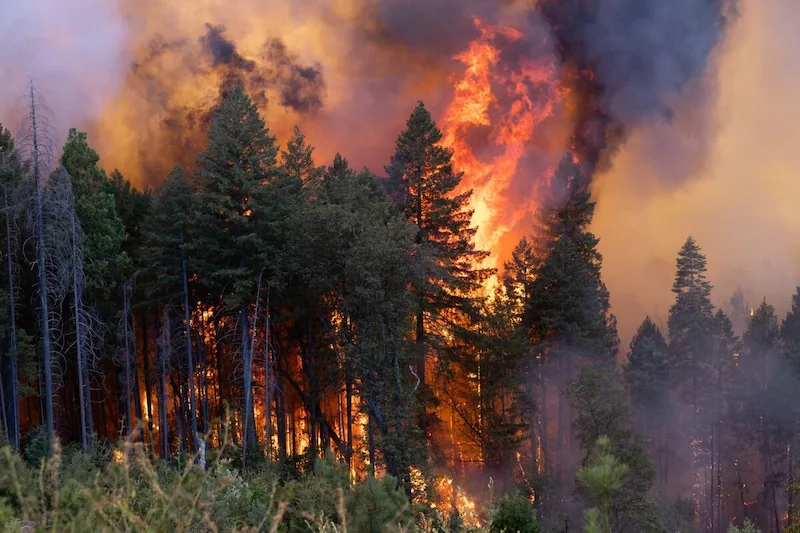 Raging Blaze in California Paints a Dire Picture for 2024