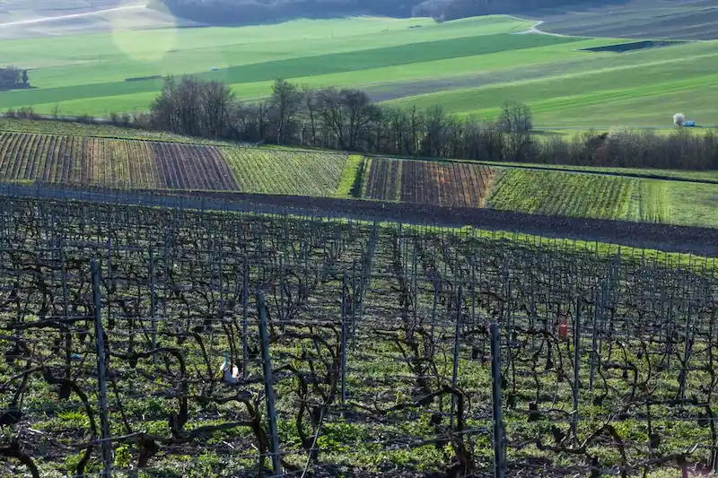 France to Trim Vineyards with EU Funding Amid Global Wine Decline