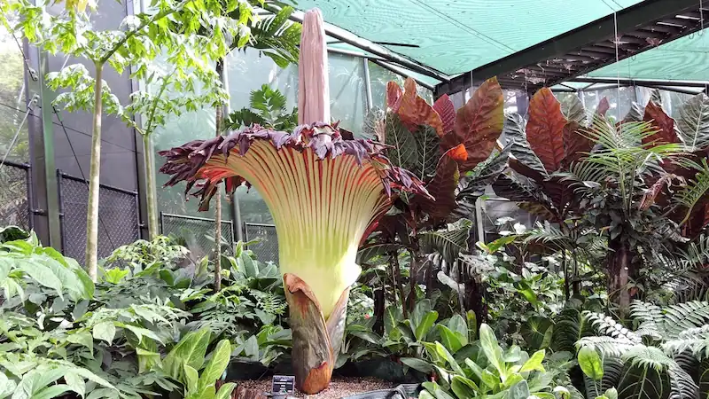 Geelong's Rare Corpse Flower Bloom Draws Thousands