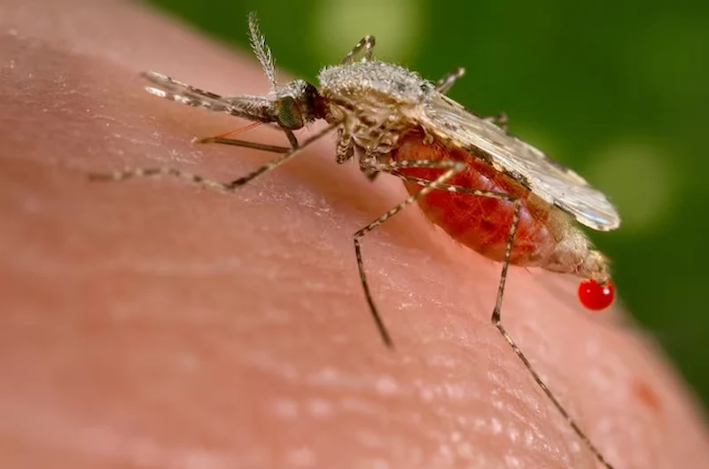 Malattia misteriosa in Congo identificata come grave malaria respiratoria