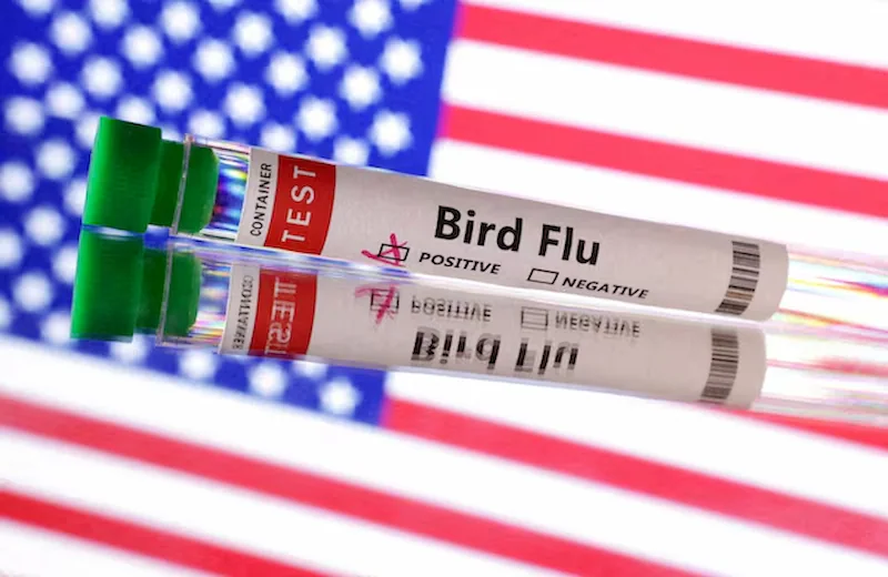 Pierwszy poważny przypadek ptasiej grypy u ludzi w USA S. Iskry Deklaracja nadzwyczajna w Kalifornii