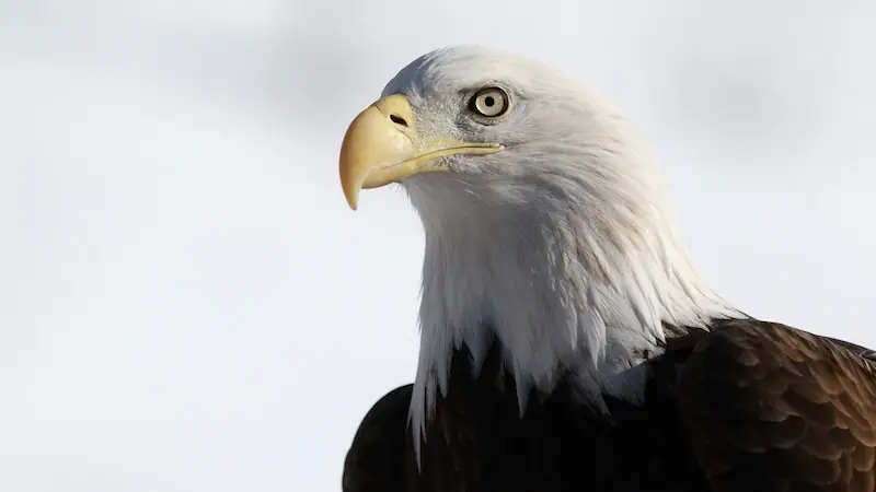 President Biden Enacts Legislation Declaring the Bald Eagle as the United States' Official Emblem