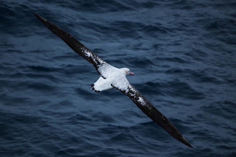 Deadly Bird Flu uderza wędrującą kolonię albatrosa na odległej wyspie