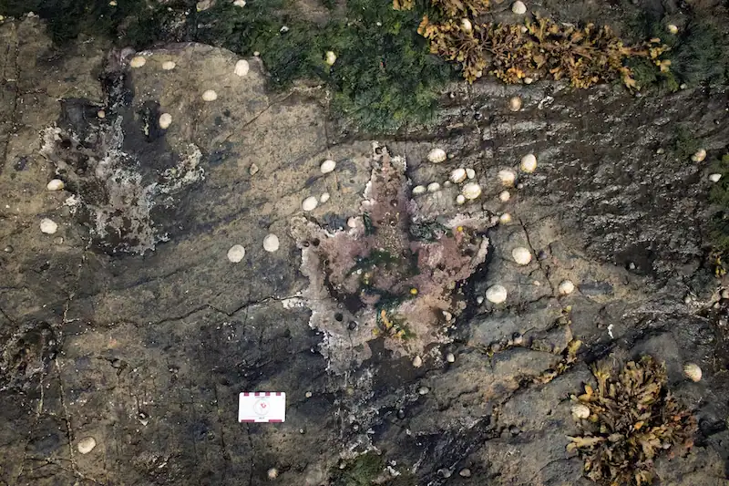 Isle of Skye footprints capture a peaceful glimpse into dinosaur existence
